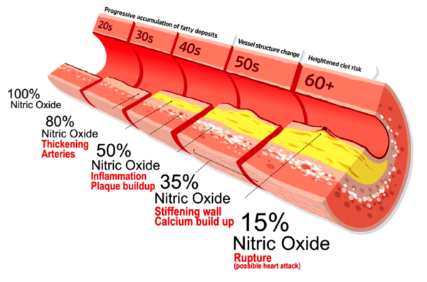 Nitric oxide decreases with age